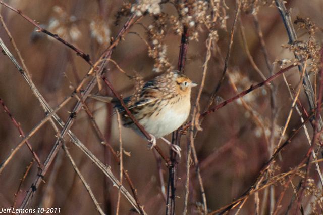 LeConte's Sparrow